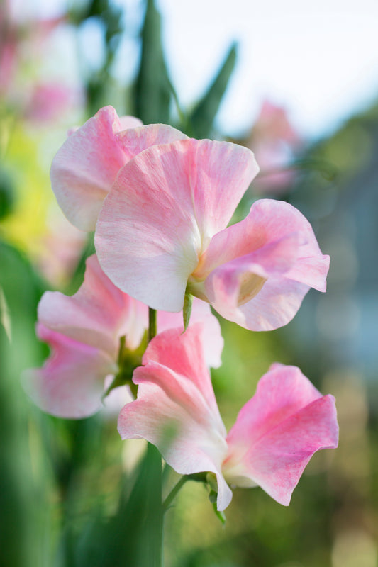 Pluggplantor dainty mix