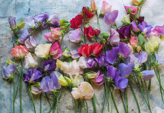 Blandade gamla sorter