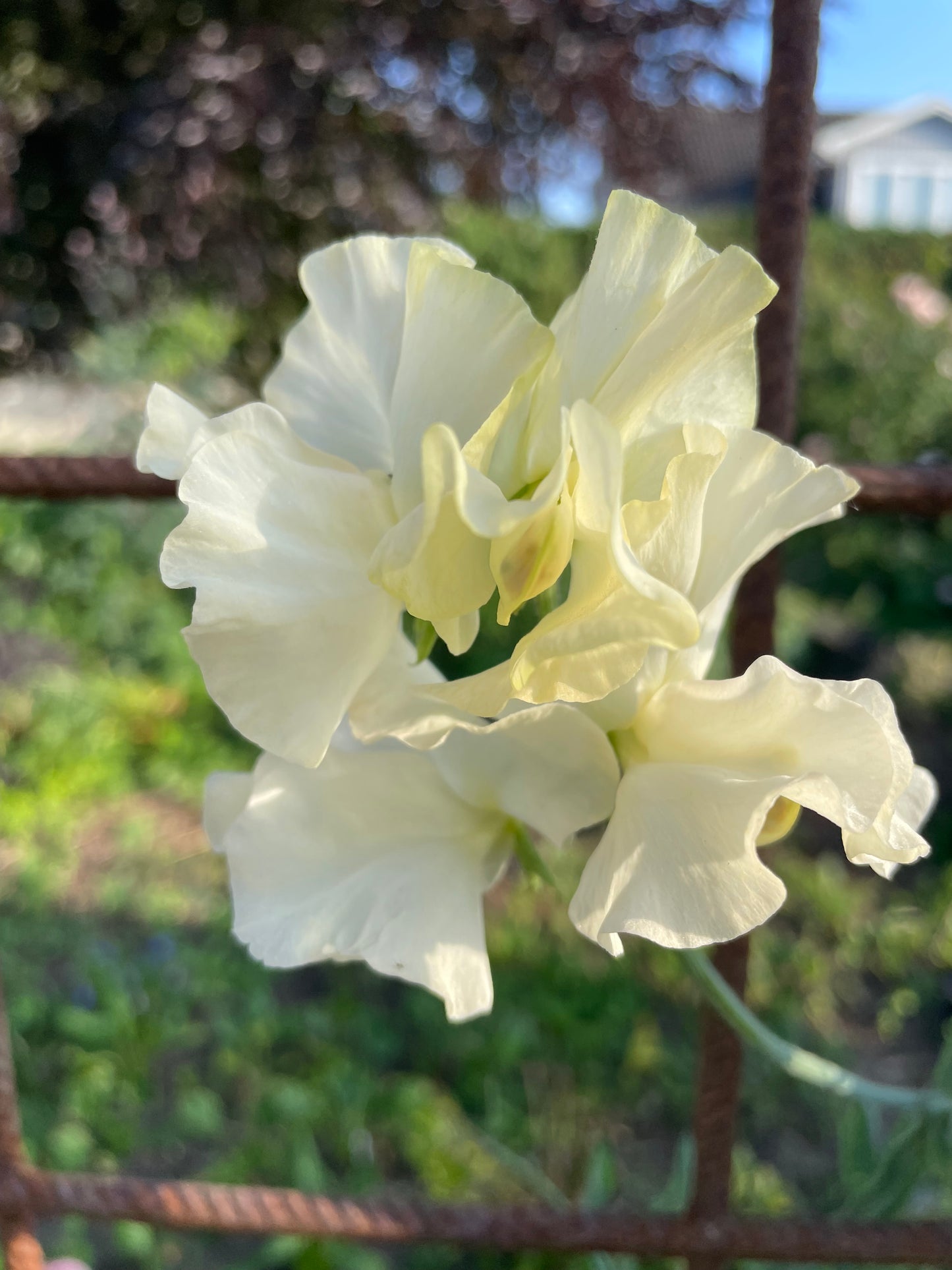 'Bristol Cream'