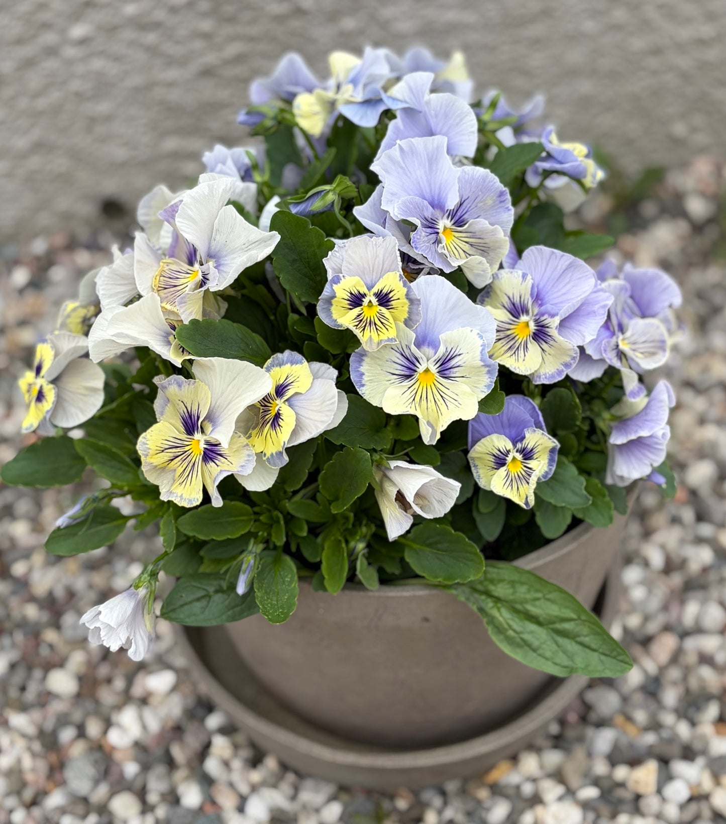 Flamenco Soft light azure Limonette