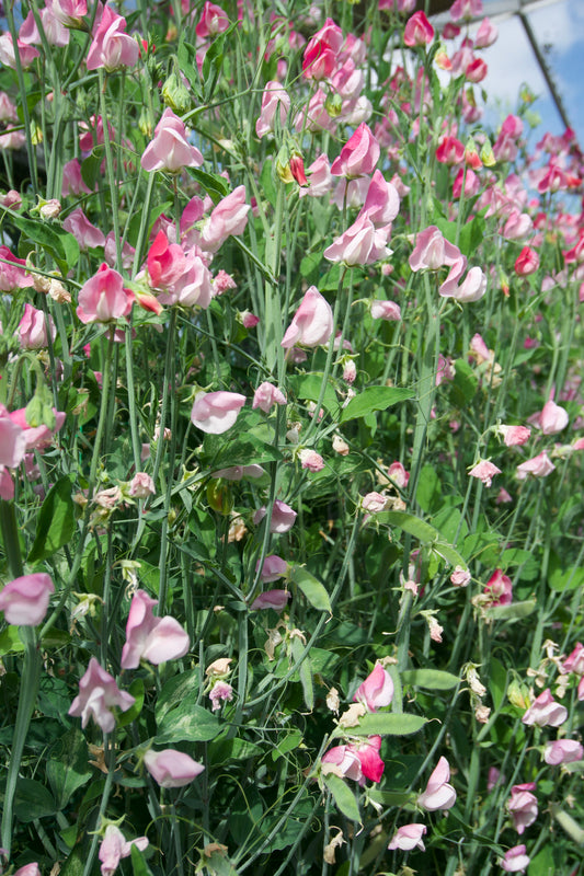 Sicilian Pink