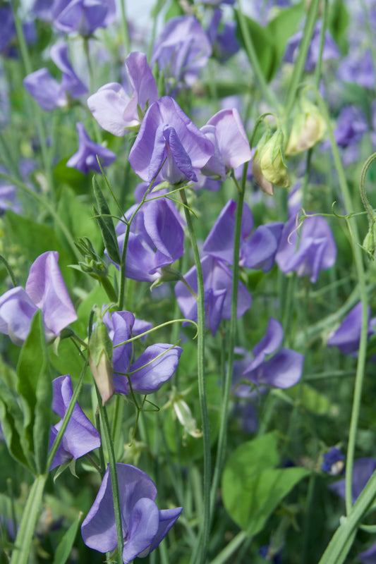 Flora Norton