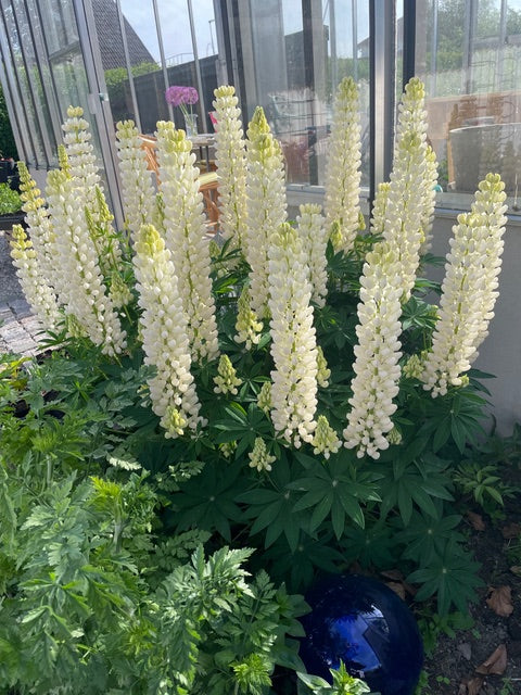 Lupin ’Chandelier’