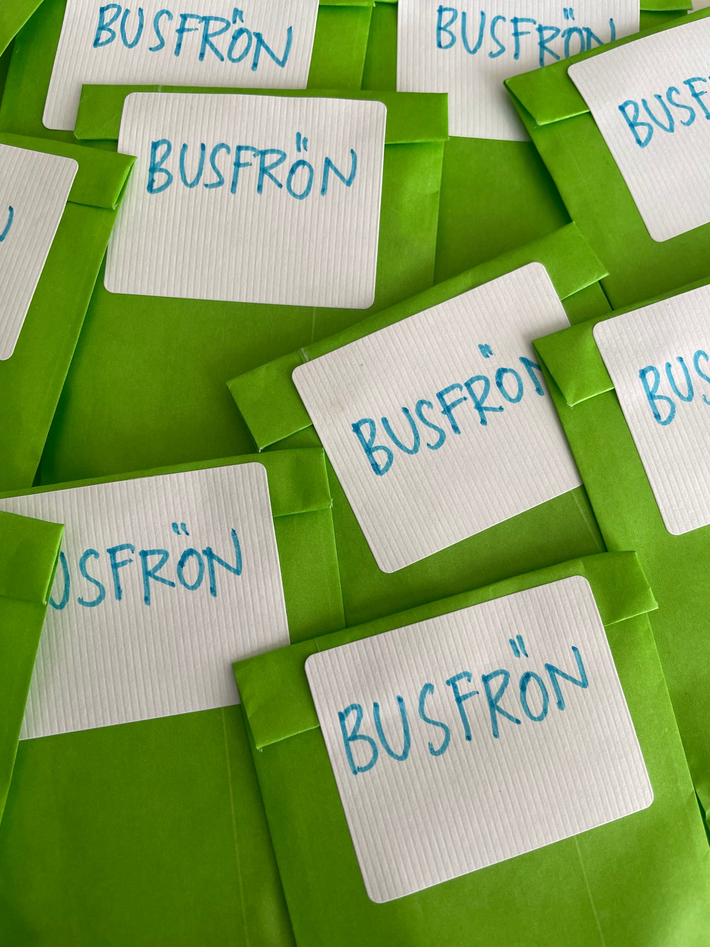 Busfrön