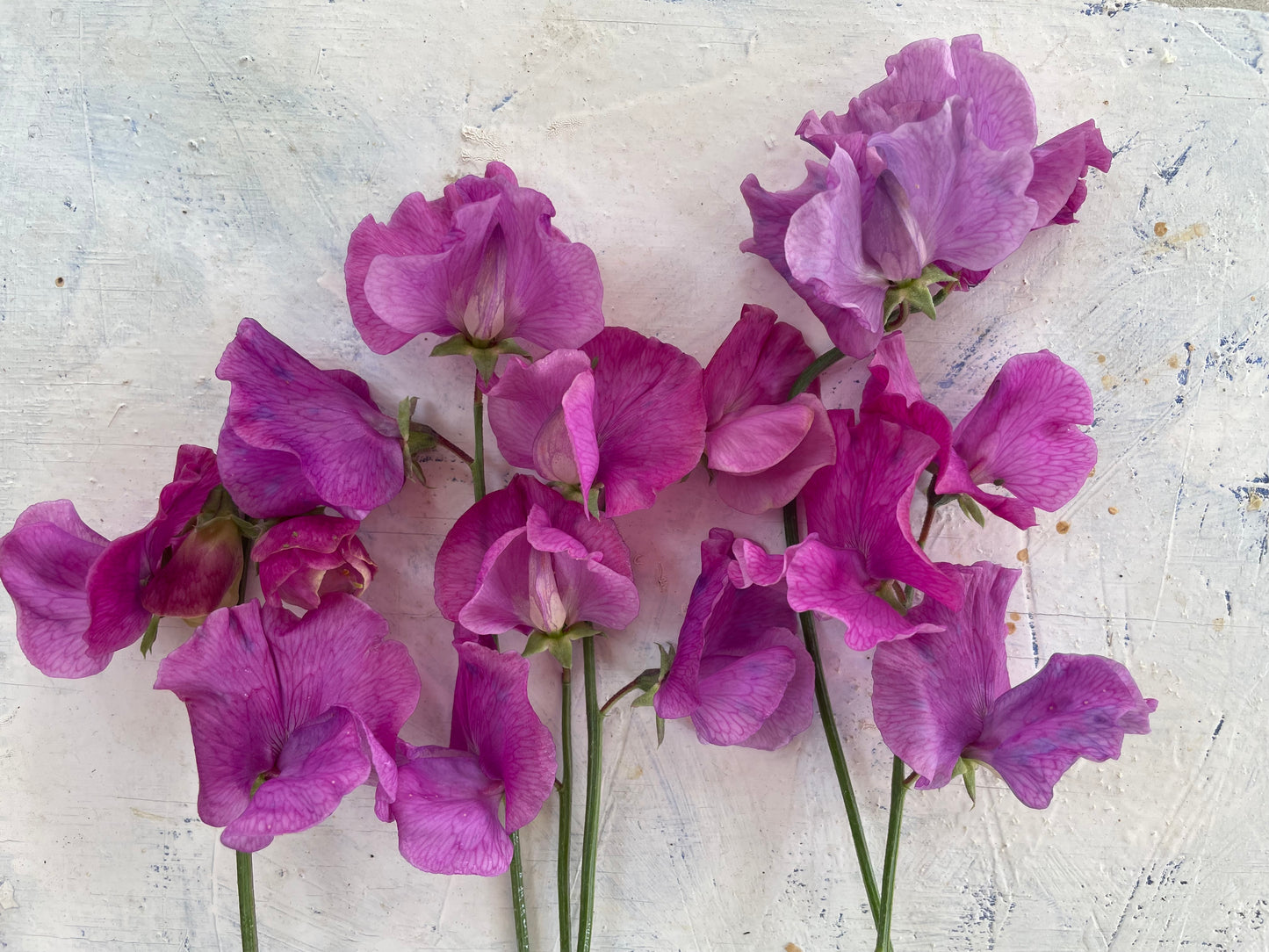 Judith Wilkinson