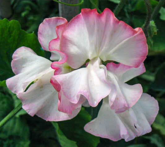 Pasteller till snitt