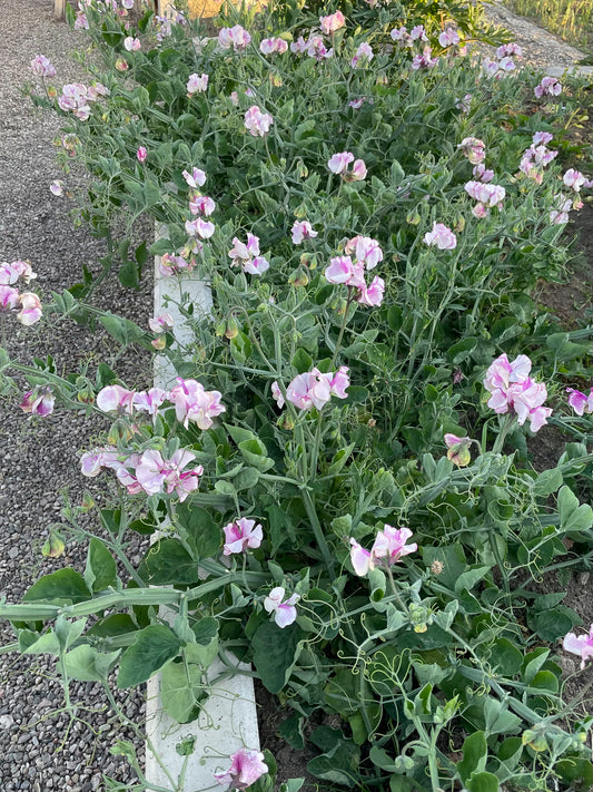 Balcony Minuet Purple