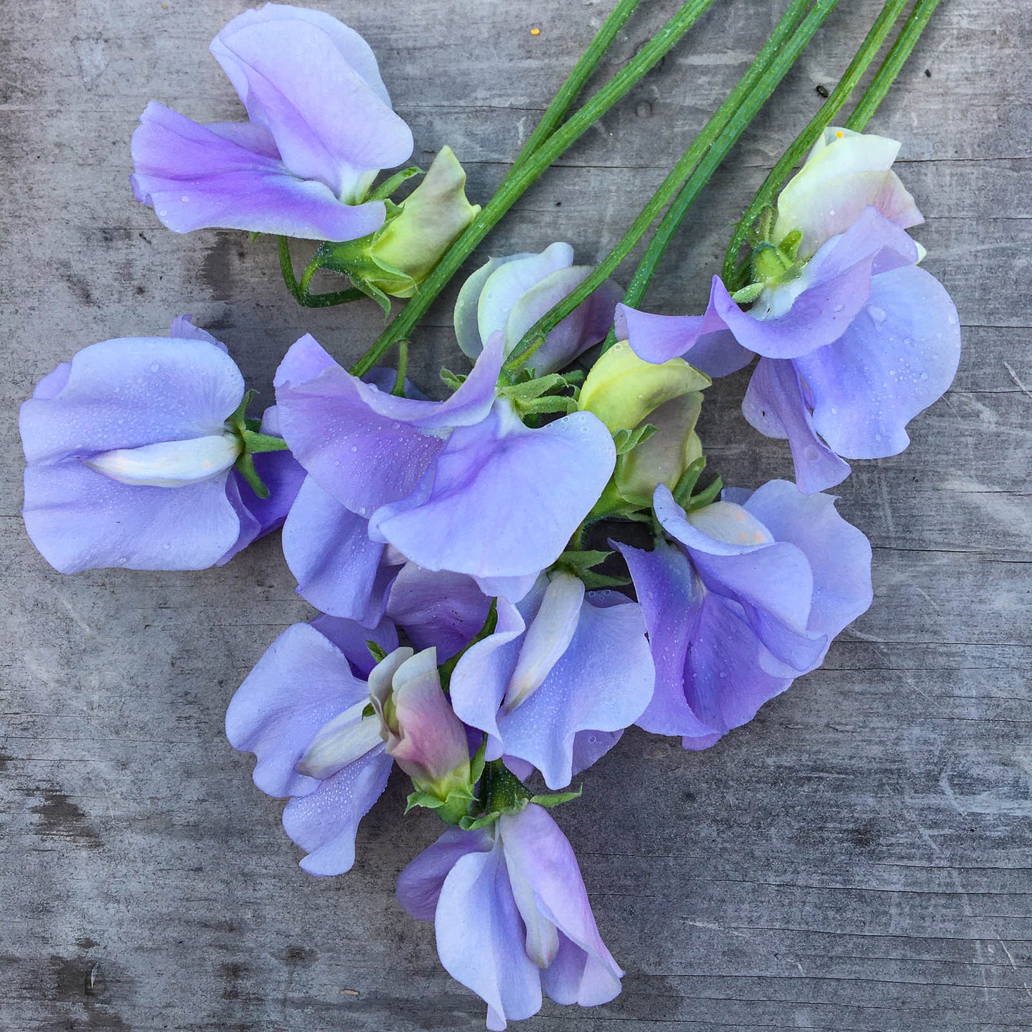 Pastels for cutting