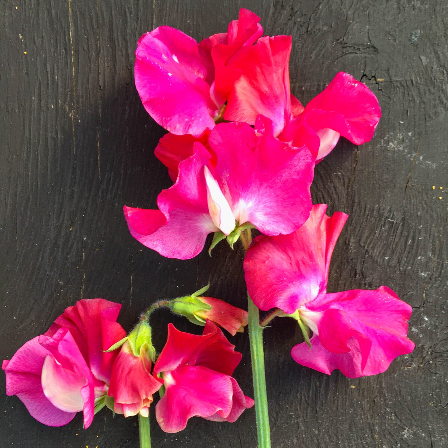 Colorful bouquets