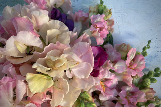 Workshop Odla blommor med Cecilia Wingård