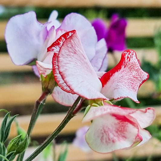 Sweet pea mixture Balcony mix