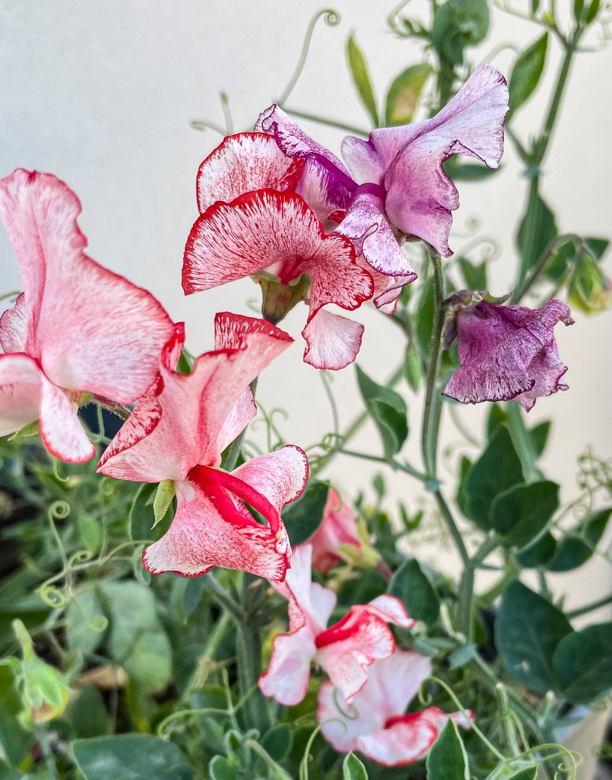 Sweet pea mixture Balcony mix