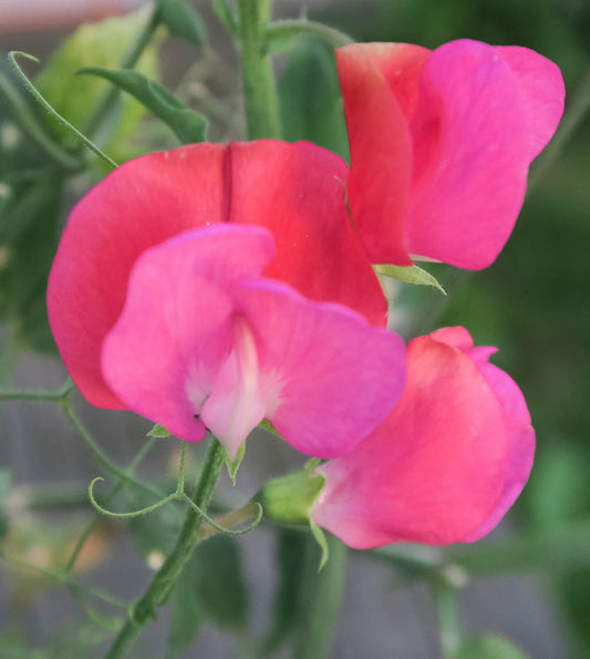 Prince Edward of York