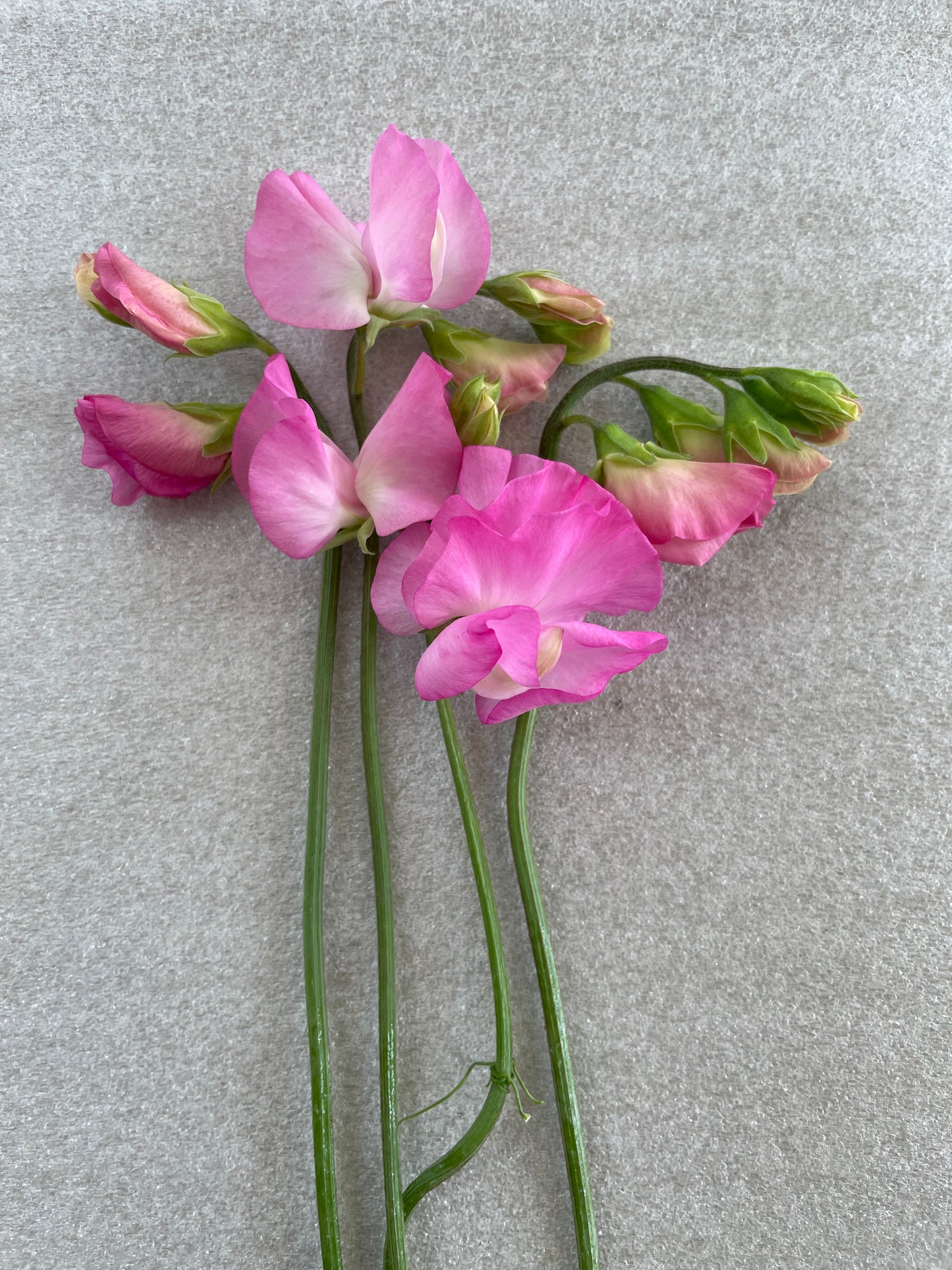 Solstice Pink Mix