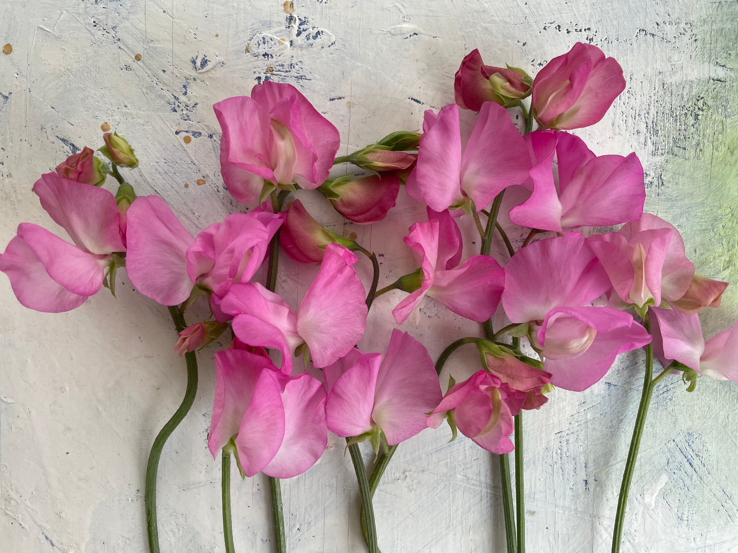 Solstice Pink Mix