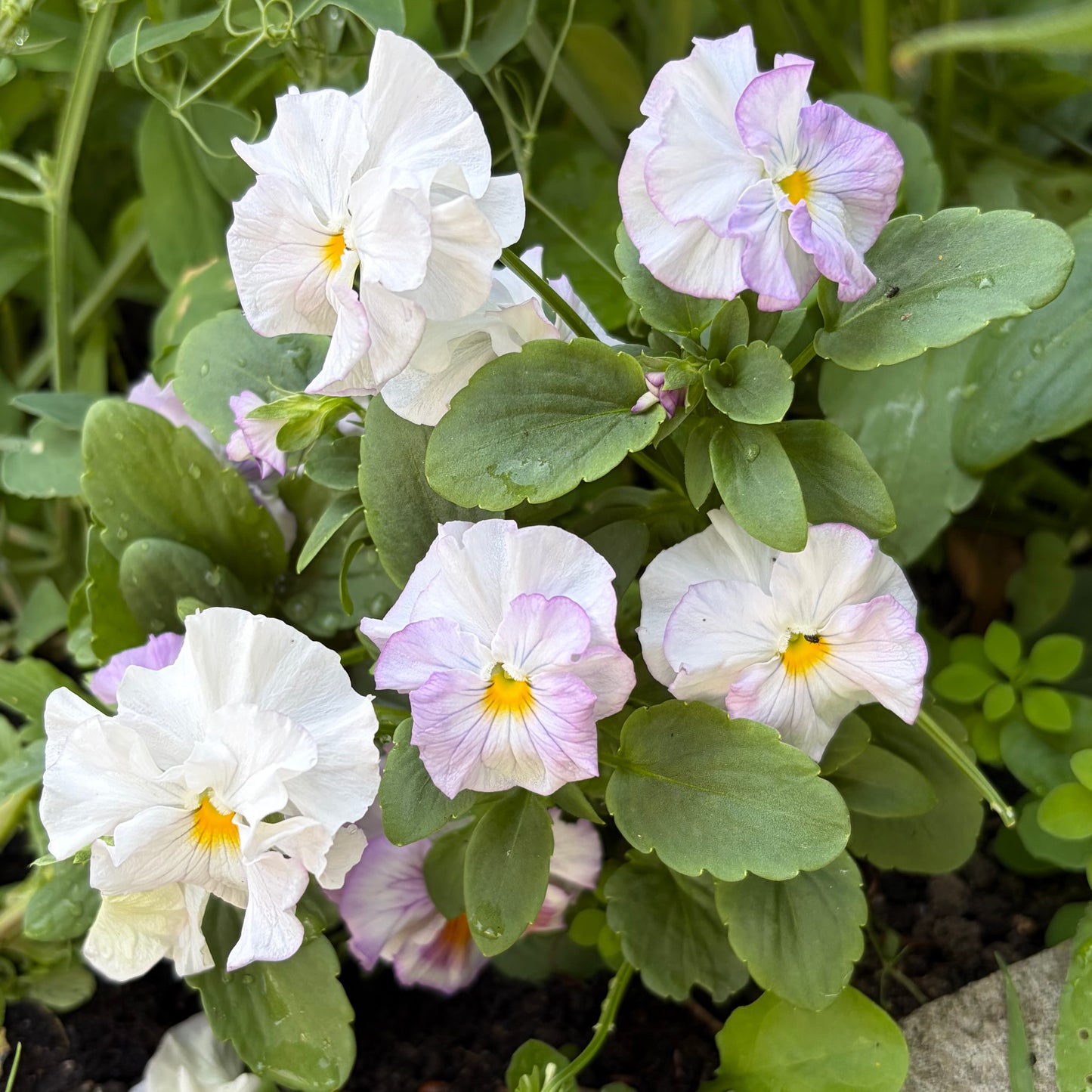 Sweet Pea mix