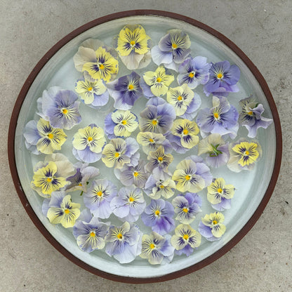 Flamenco Soft light azure Limonette