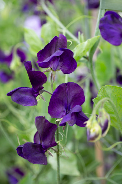 Cecilias Favoriten 2026