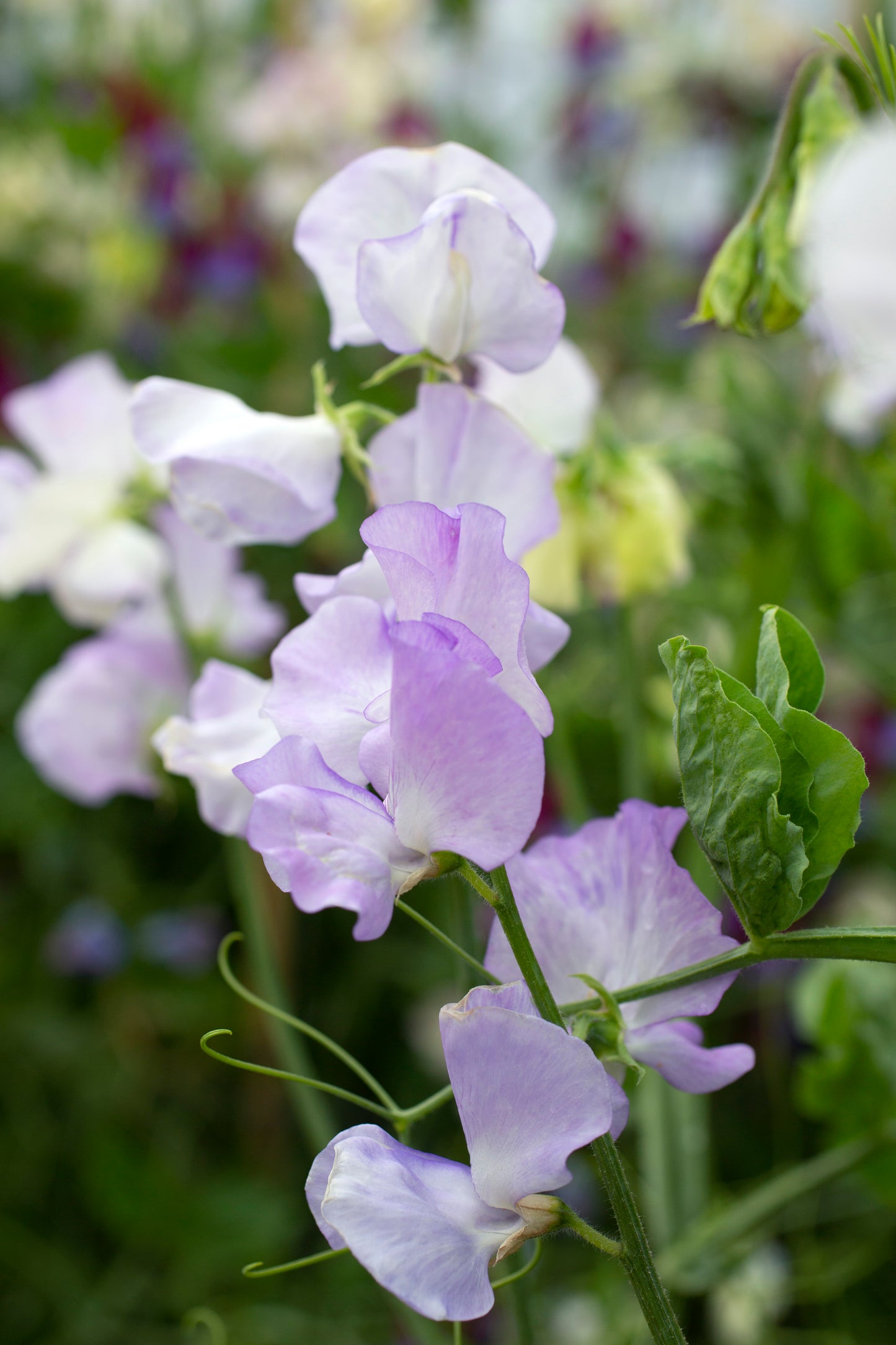 More Scent