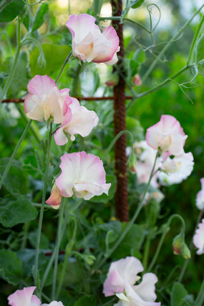 De starkast doftande