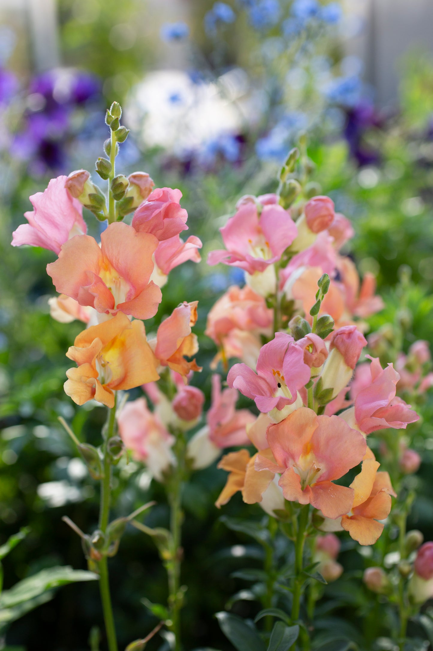Workshop Odla blommor med Cecilia Wingård