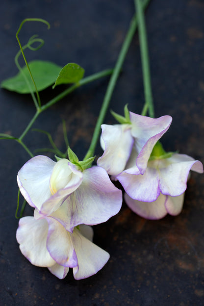 De starkast doftande