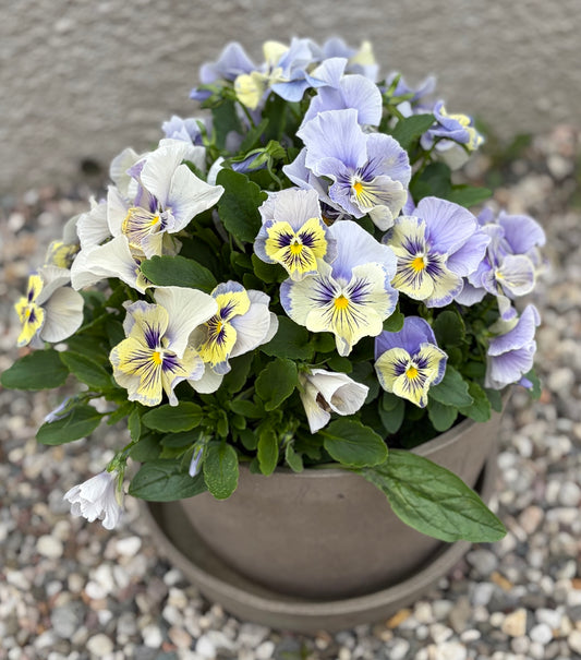 Flamenco Soft light azure Limonette