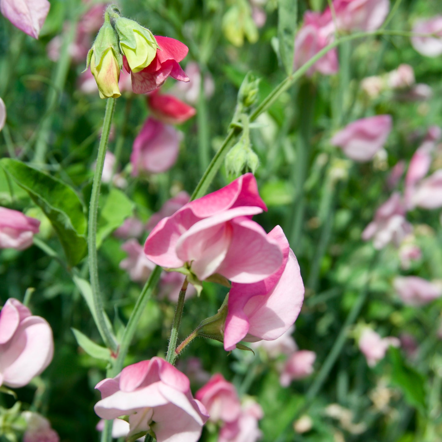 Sicilian Pink