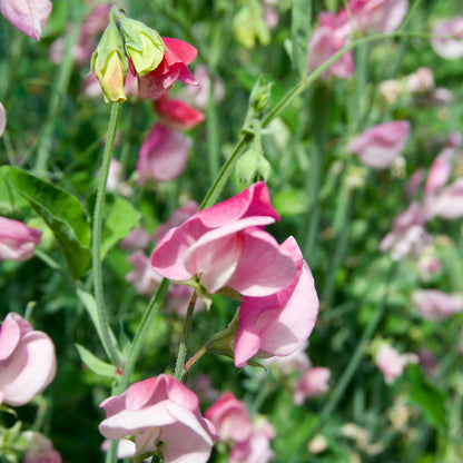 Sicilian Pink