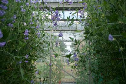 Flora Norton