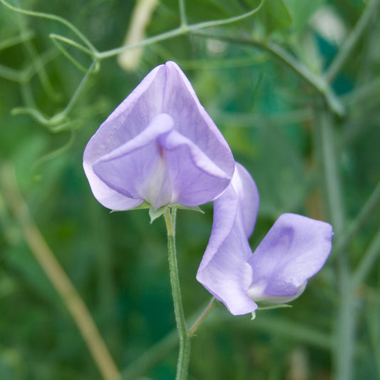 Flora Norton