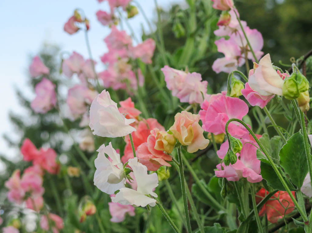 Sweet pea blend Frills and Blushes