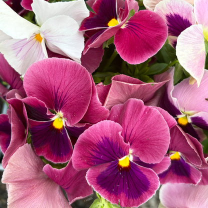 pink shades with blotch mix