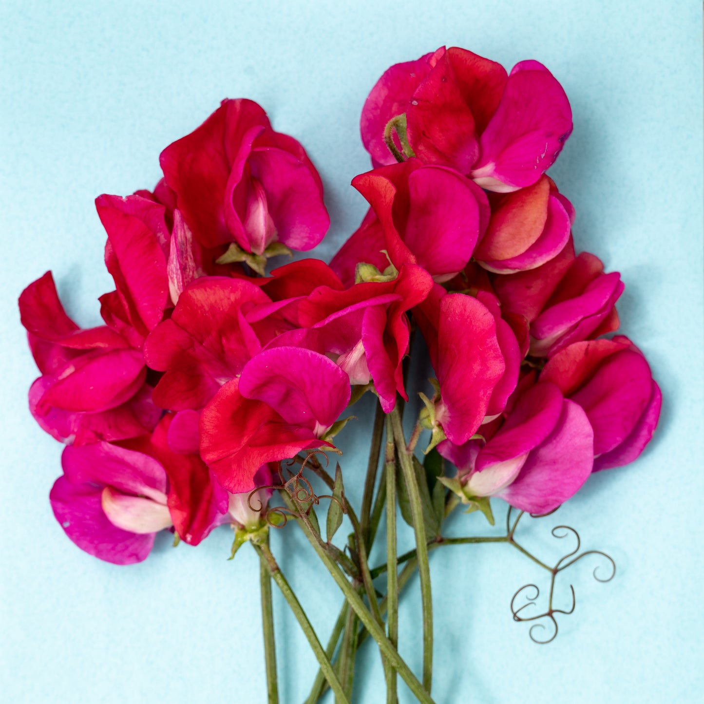 Cecilias favoriter 2025