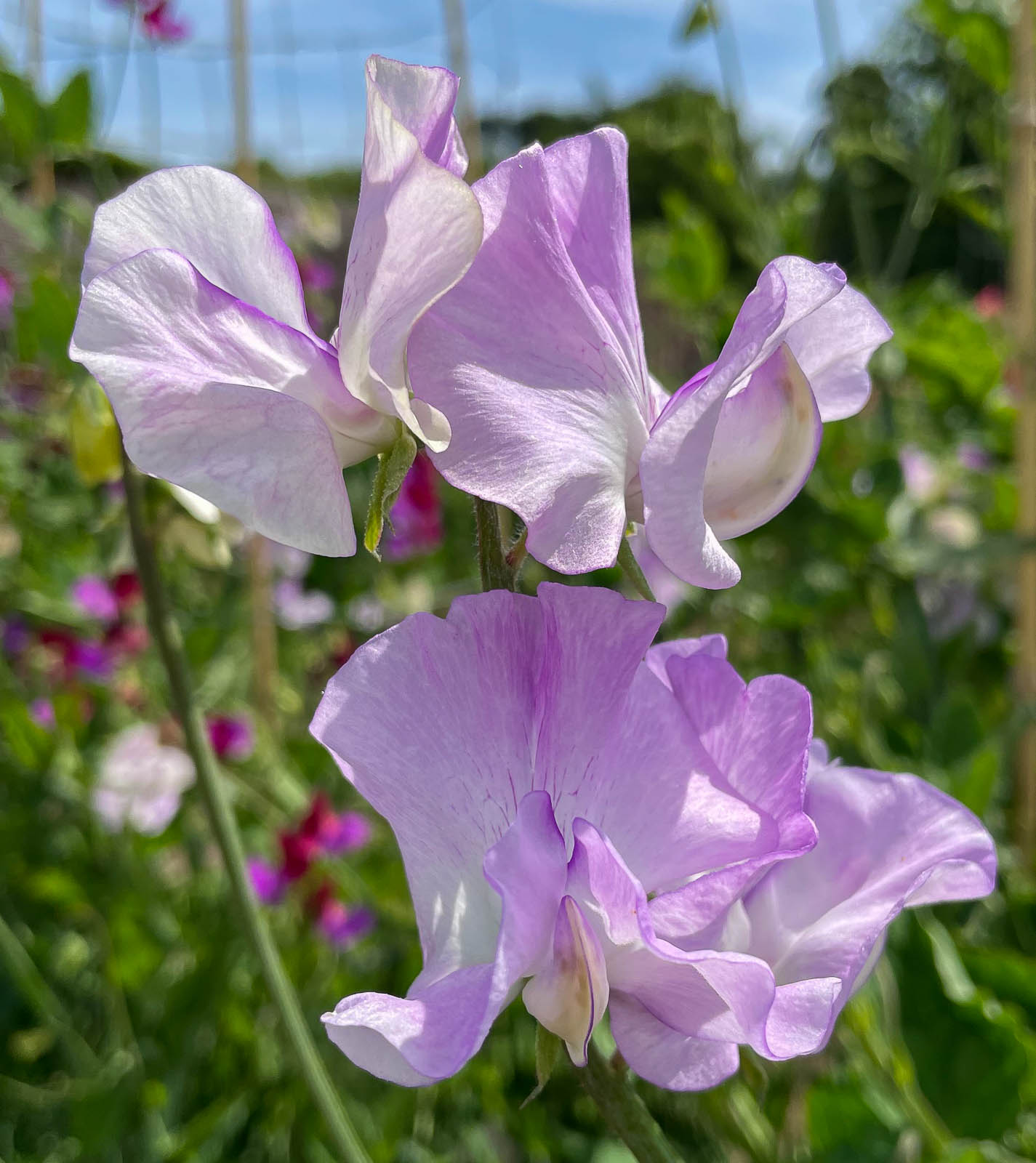 More Scent
