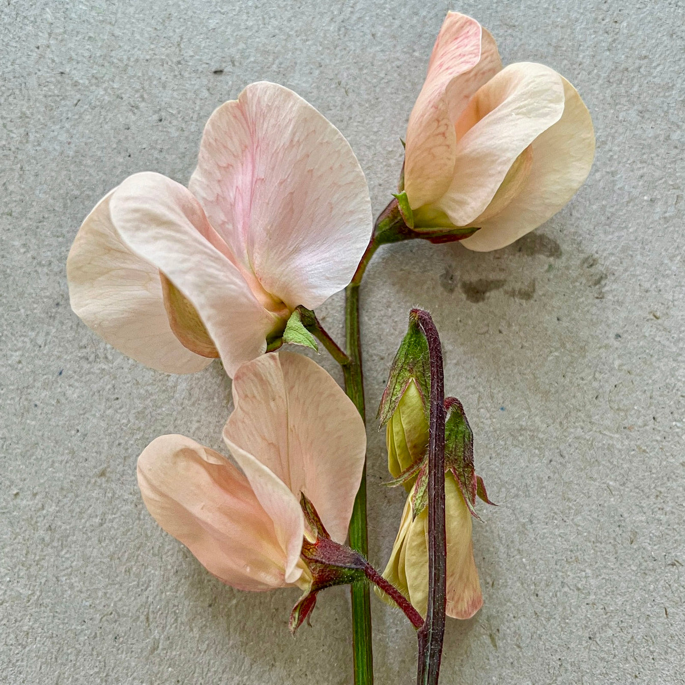 Shell Pink – Flower Power