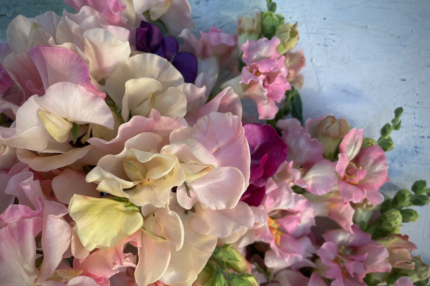 Workshop Odla blommor med Cecilia Wingård