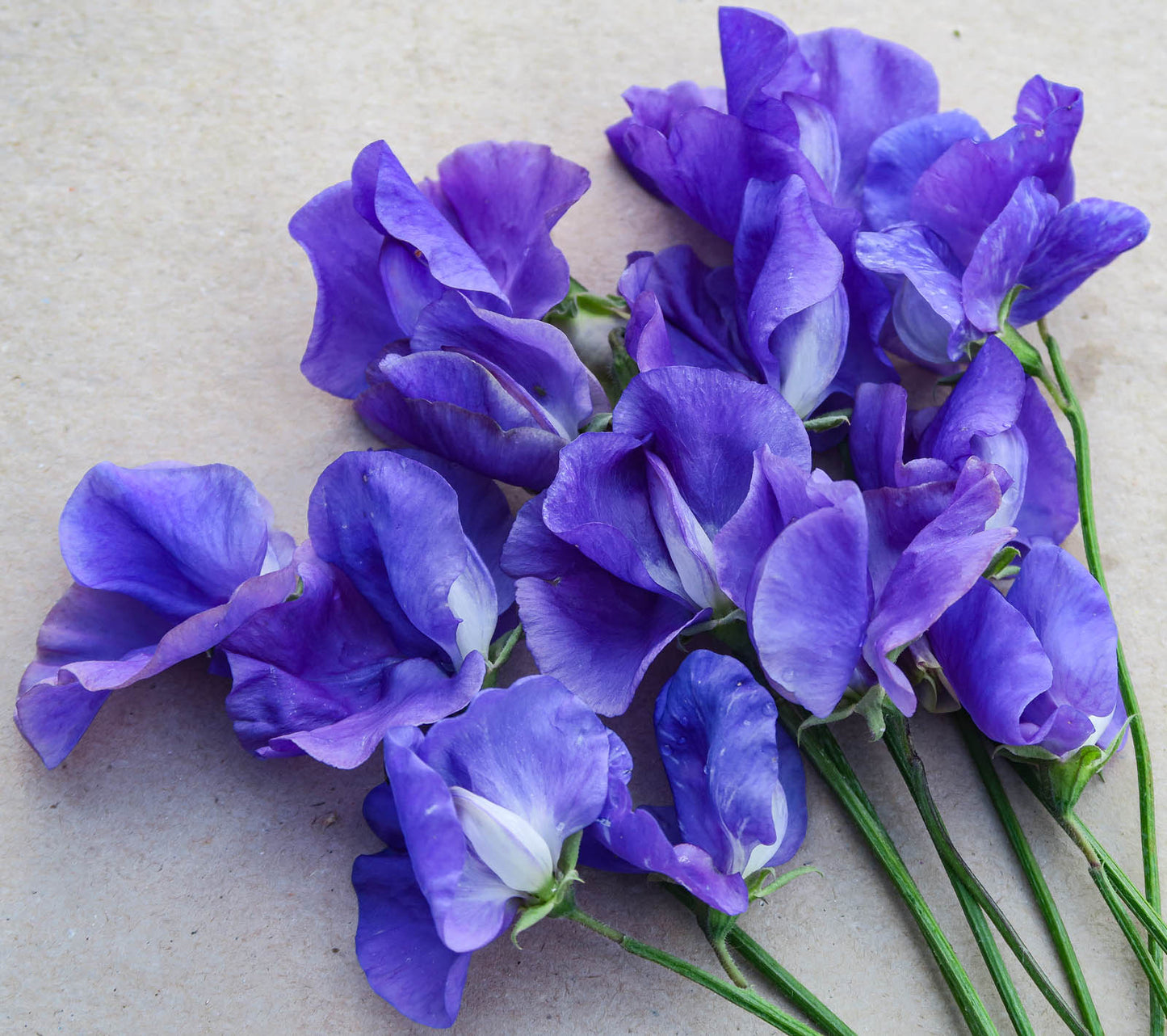 Oxford Blau