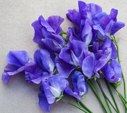 Oxford Blau