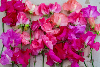 Rosa Flaum 
