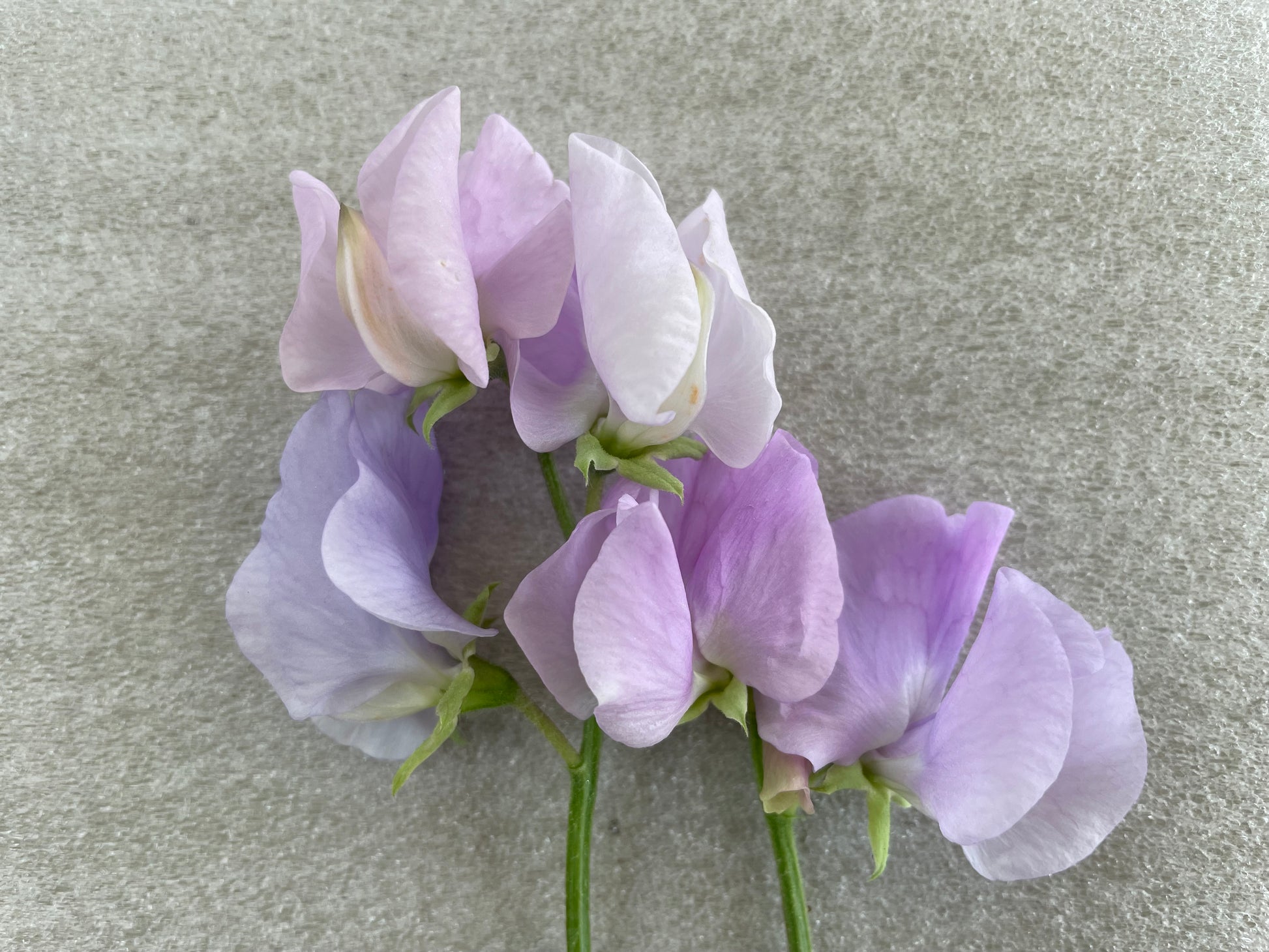 lavender pea flower Sweet Pea