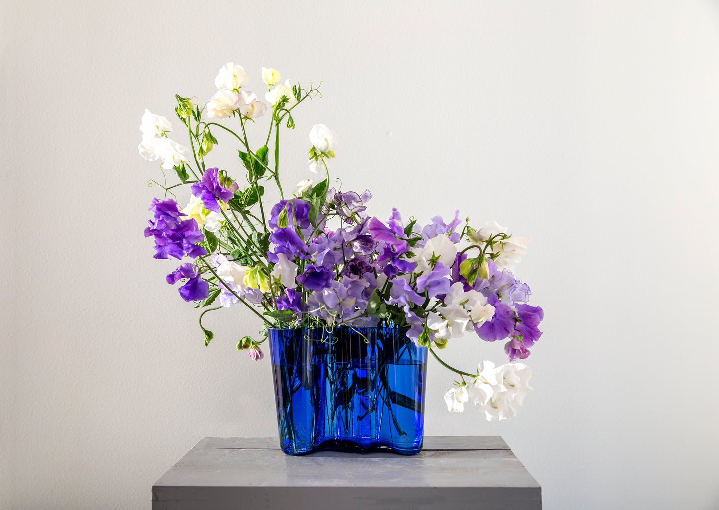 Plattenpflanzen Blau-Mix