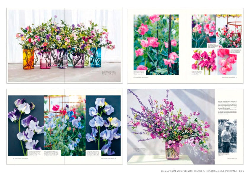 A world of Sweat peas