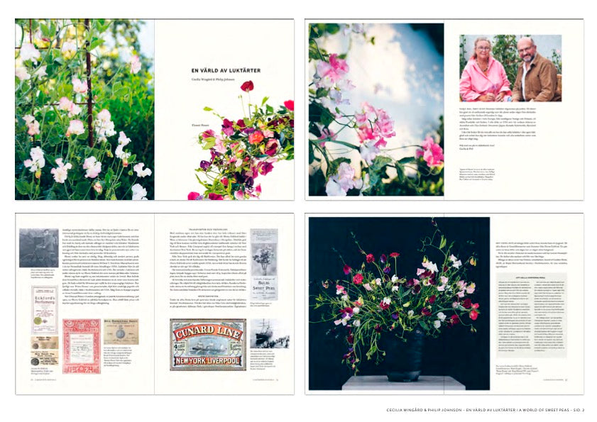 A world of Sweat peas